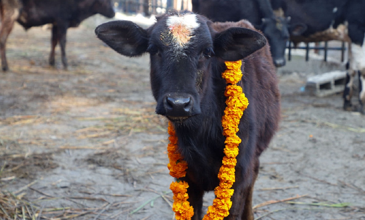 यमपञ्चकको तेस्रो दिन आज गाई पूजा